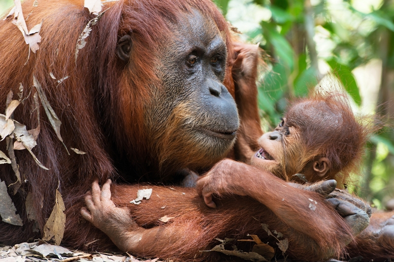07-sumatran-orangutan-with-her-baby
