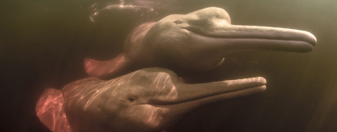Delfino Rosa